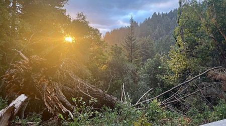 Quaker Center - Sun Through Trees